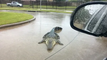 Imagini șocante pe străzile din Texas, în așteptarea uraganului Harvey: Aligatori speriați caută adăpost pe lângă oameni
