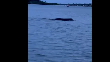 VIDEO | Creatură misterioasă observată într-un lac din Florida. Vietatea avea peste 3 metri și 