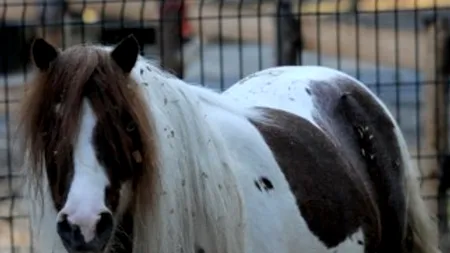 Ce s-a întâmplat cu acest ponei de la Grădina Zoologică din Timișoara, după ce vizitatorii i-au dat pufuleți și snacks-uri
