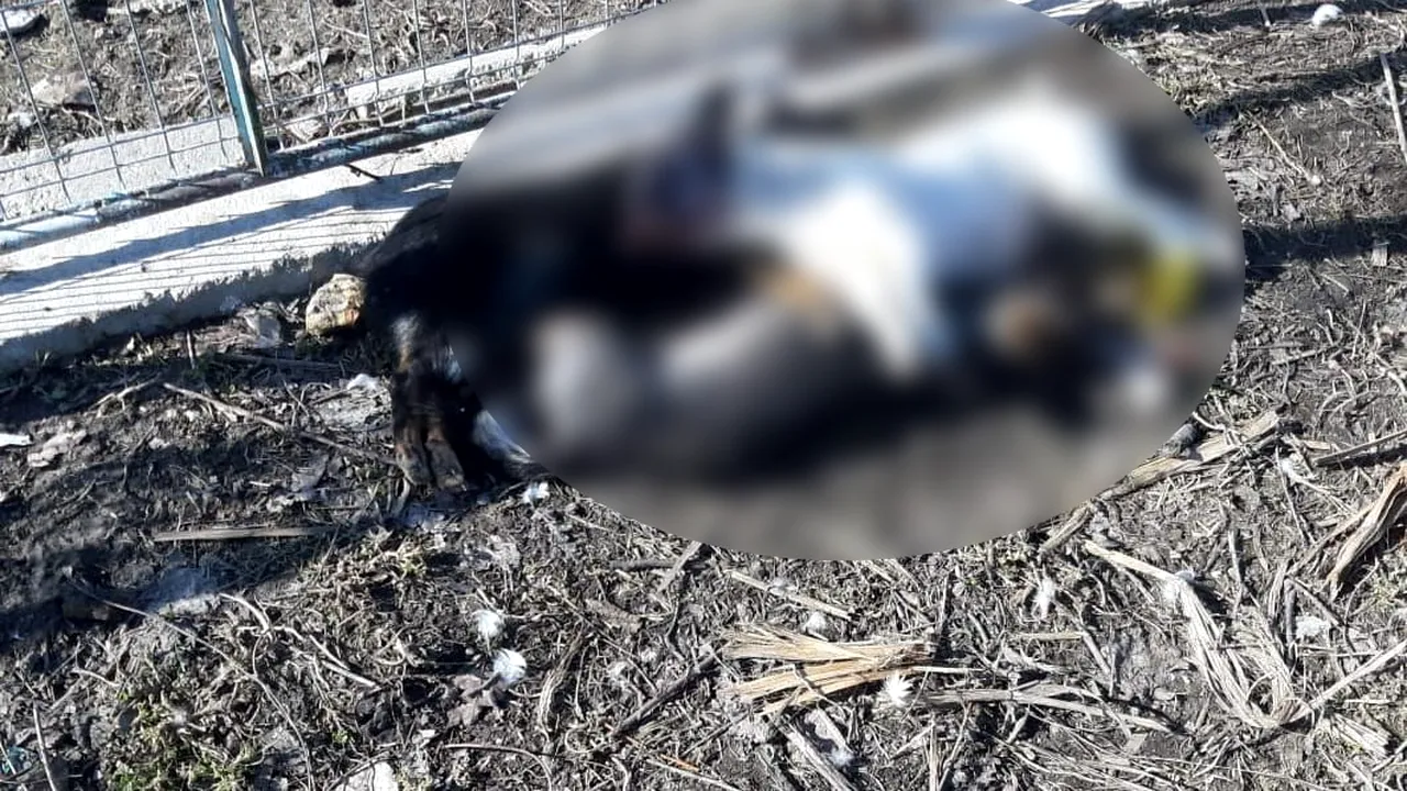 A chemat veterinarul să-i vadă câinii și acesta i-a UCIS. Polițiștii au întocmit un dosar penal 