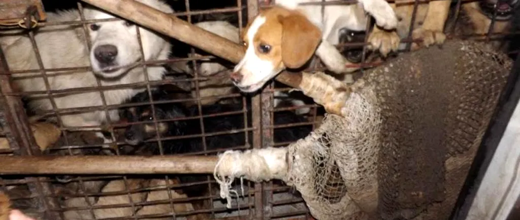 VIDEO. O asociație pentru protecția animalelor a deturnat o dubă în care erau înghesuiți zeci de maidanezi. Urmau să fie omorâți. GALERIE FOTO