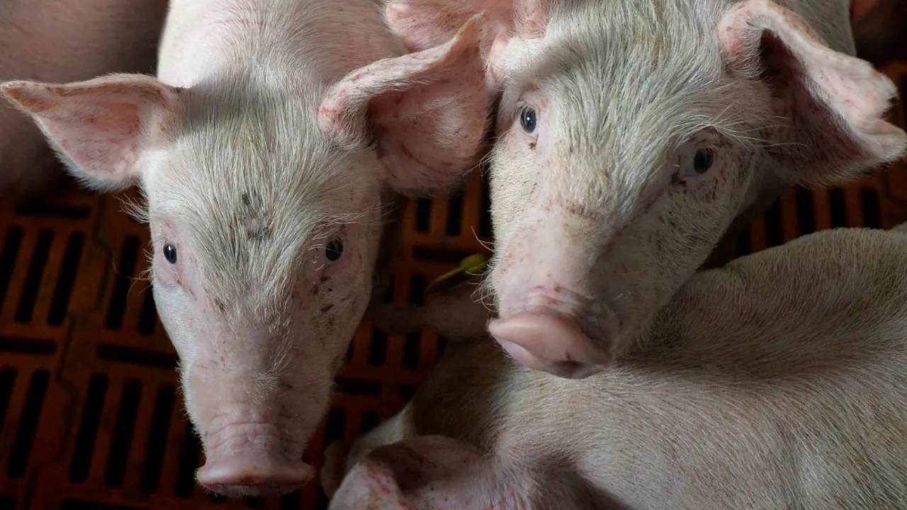 În Brăila, pesta porcină africană A VENIT PE DUNĂRE. Dar tot OMUL a răspândit-o în județ. VOUCHERE în loc de porc de Crăciun