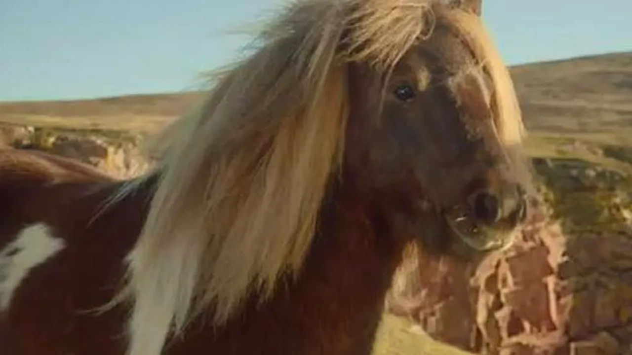 Aceasta este reclama momentului pe internet. VIDEO