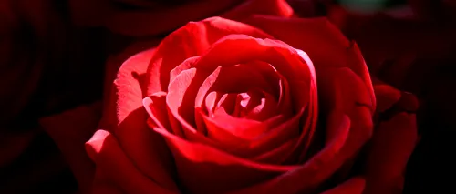 Cel mai scump cadou de 8 Martie! Câți lei costă un „buchet” cu 1.001 trandafiri roșii în București, de Ziua Femeii