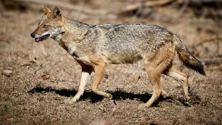 ȘACAL, observat într-o comună din Brașov. Avertismentul primarului: „Nu vă apropiați! Evitați să lăsați animale de companie nesupravegheate”