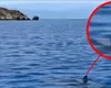 În atenția turiștilor români. RECHINI de mari dimensiuni filmați în zona costieră a Turciei, Bodrum și Alania!