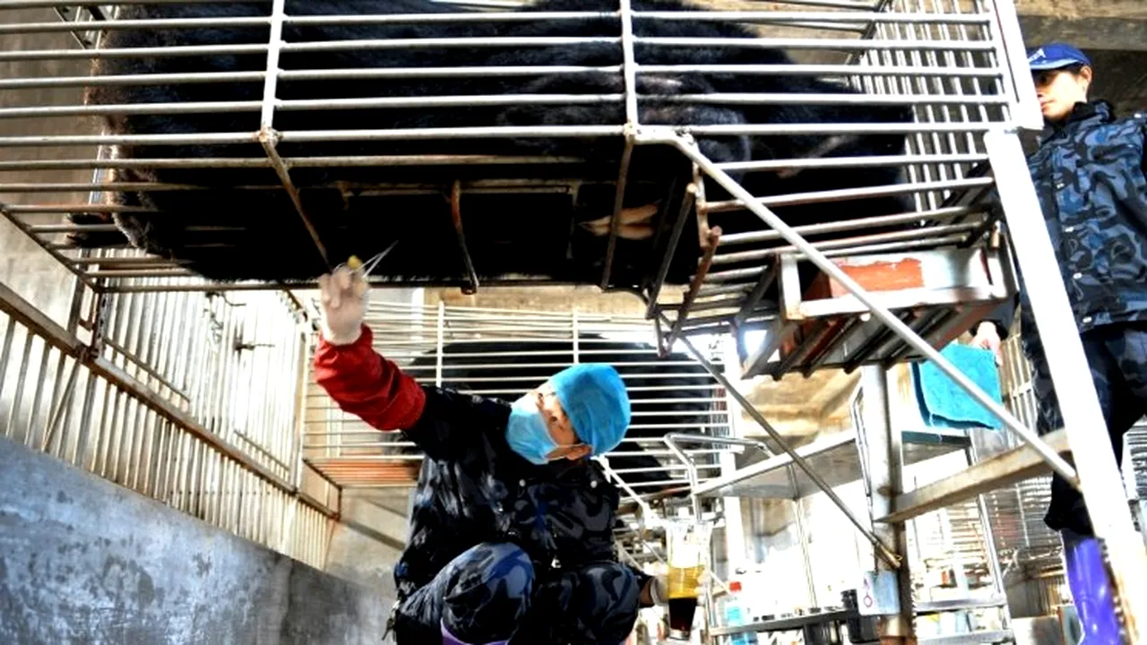 CHINA a aprobat folosirea BILEI DE URS pentru a trata pacienții critici cu coronavirus