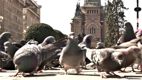 Hrănirea porumbeilor din centrul Timișoarei ar putea fi interzisă. Care este motivul și ce sancțiuni prevede proiectul unui consilier local