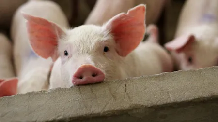 Subvenție de 20 de euro pentru fiecare porc din gospodărie. Anunțul oficial al unui deputat