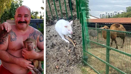 De unde ar fi făcut rost Nuțu Cămătaru de un dromader și un cangur alb. Care este principala ipoteză a polițiștilor
