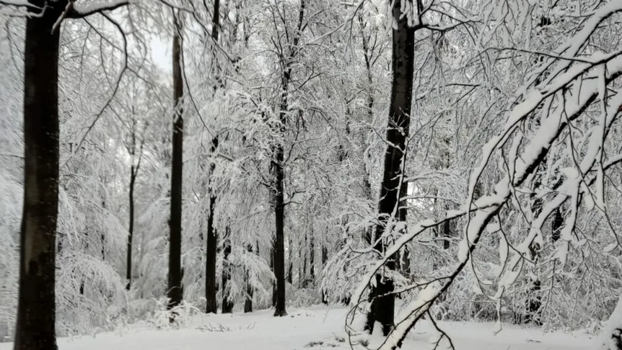Tăierile ilegale din pădurile de stat au însumat PAGUBE de 7,3 milioane de lei, în primele trei trimestre din 2024. Ce măsuri a luat Romsilva