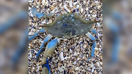 O nouă specie invazivă, descoperită pe o plajă din Constanța. Crabul albastru, originar de pe coasta de Vest a Atlanticului. Ce probleme aduce