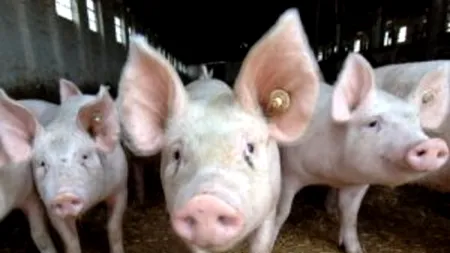 Peste 600 de PORCI au ars de vii la o fermă din județul Cluj!