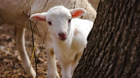 Cu cât se vinde un miel la o stână digitalizată din județul Vaslui. Cât plătești pentru un kilogram în viu