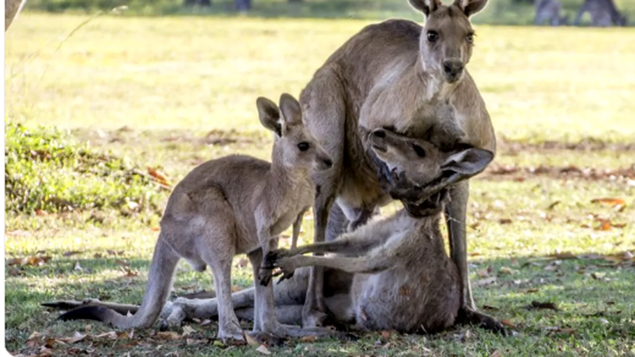 Imagini sfâșietoare surprinse de un fotograf, la moartea unei mame-cangur. Femela și-a petrecut ultimele clipe în brațele „familiei