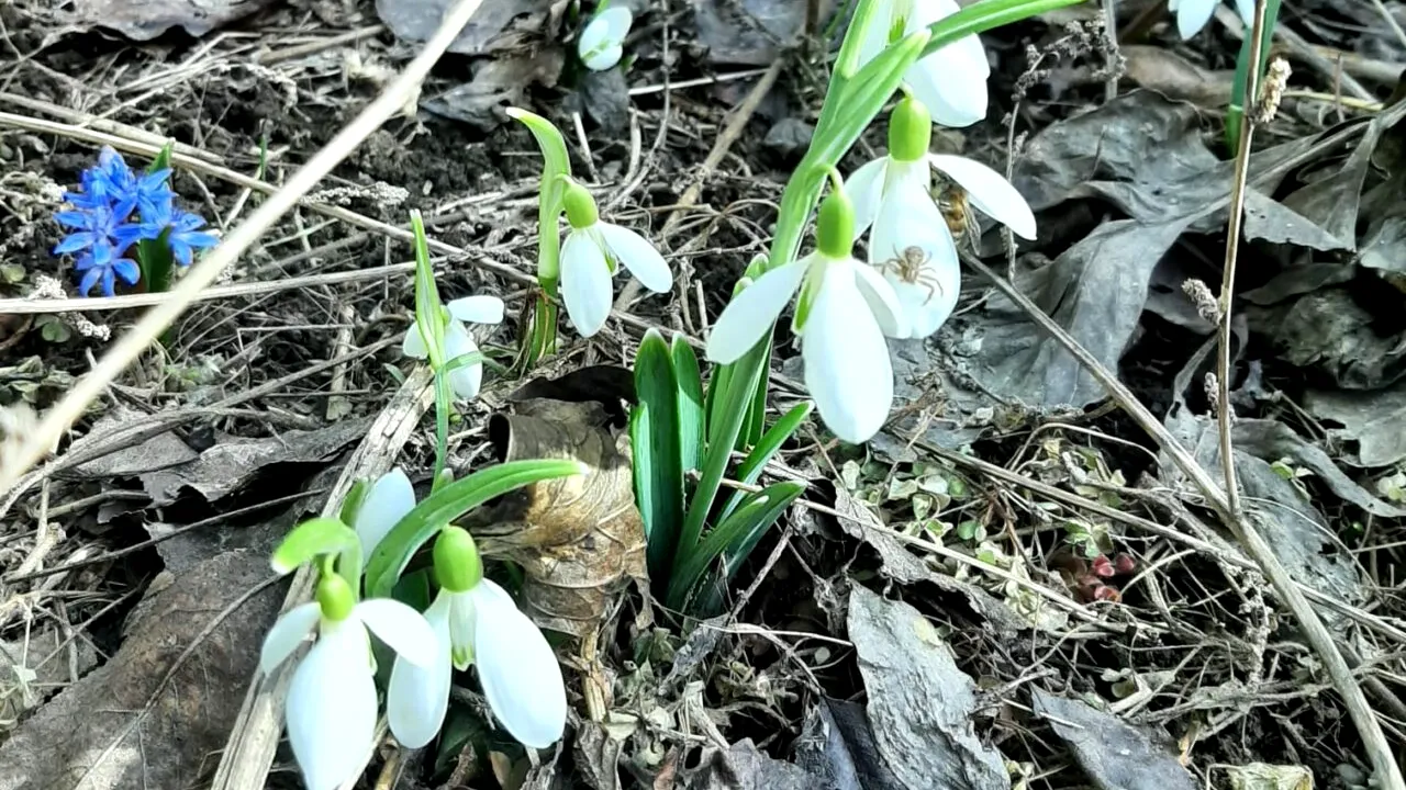 Temperaturi de aprilie în București. PROGNOZA meteo specială pentru Capitală