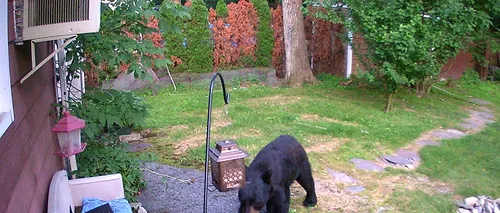 Imaginile zilei: Un câine curajos apăra casa vecinilor de un urs flămând - VIDEO 