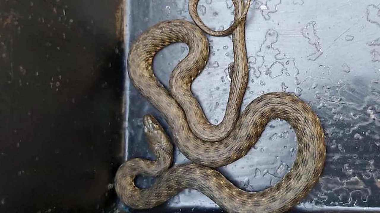 Șarpe de un metru lângă Bazinul Olimpic de Înot din Bacău