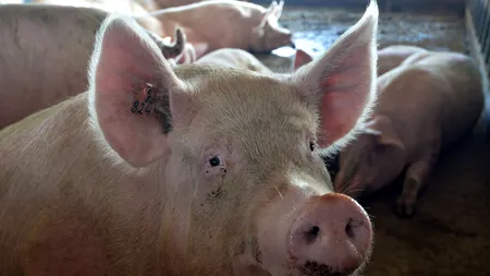 Comisia Europeană verifică în Brăila cum s-au cheltuit BANII alocați pentru PESTĂ. S-au plătit despăgubiri de peste 20 DE MILIOANE de euro