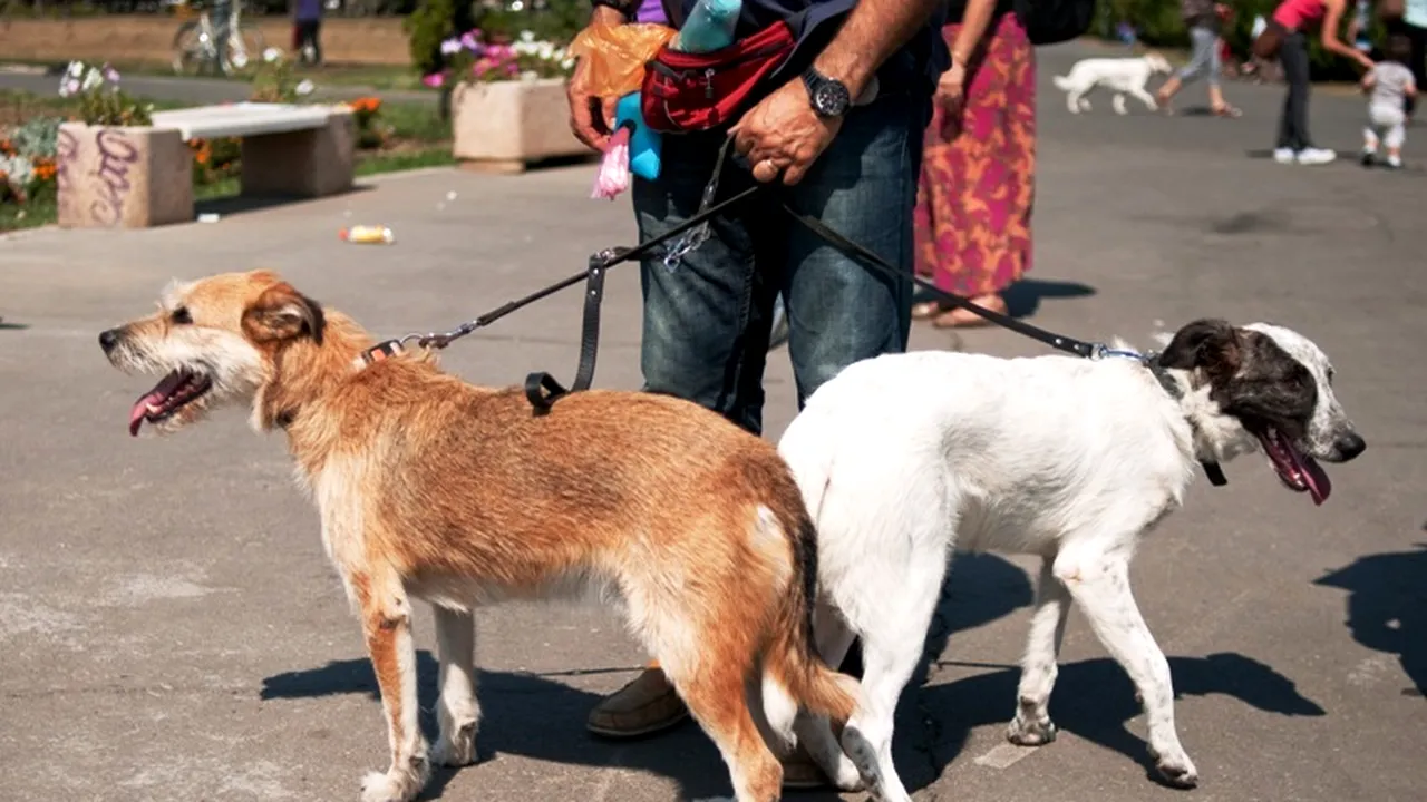Vești pentru posesorii de câini din sectorul 6. Cât de mari sunt amenzile dacă nu faci curățenie după animal