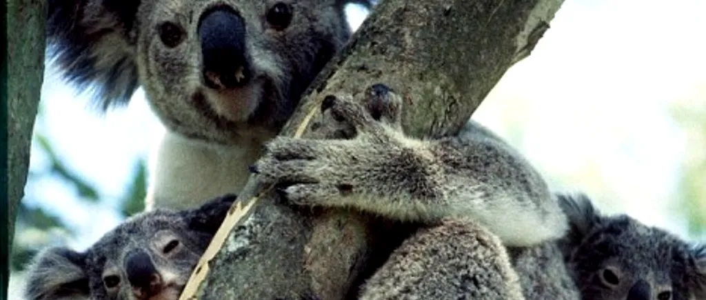Urșii Koala, în pericol de dispariție