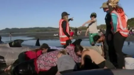 Imagini dramatice în Noua Zeelandă: Operațiune de salvare a sute de balene eșuate