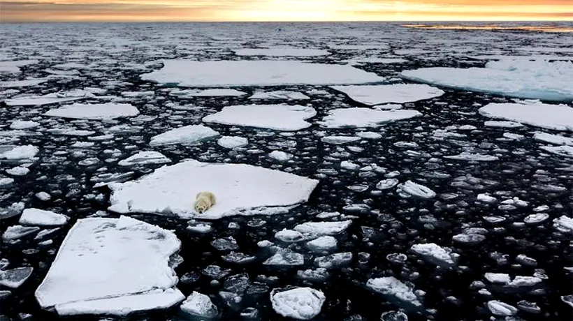 Singur și izolat pe o bucată de gheață din Oceanul Arctic. Imaginile cu un urs polar care fac înconjurul lumii