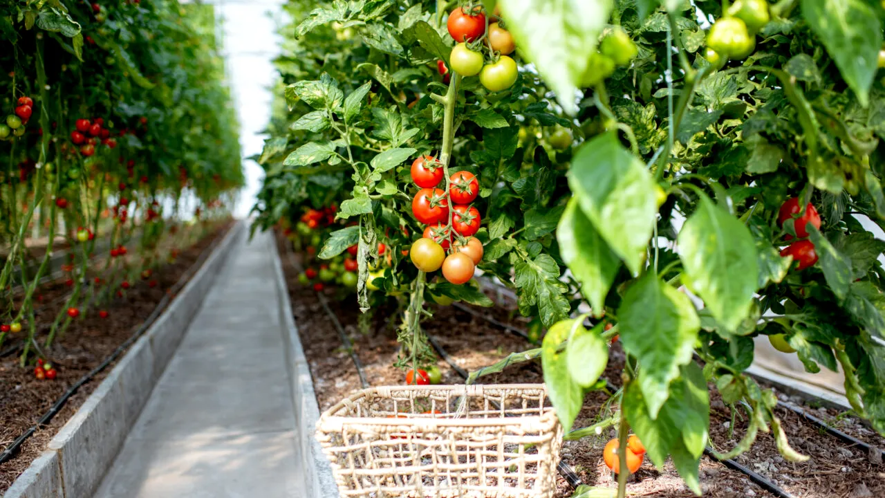 Cum pregătești un îngrășământ organic pentru roșii. Ingredientele costă câțiva lei și te-ar putea ajuta să ai o recoltă bogată