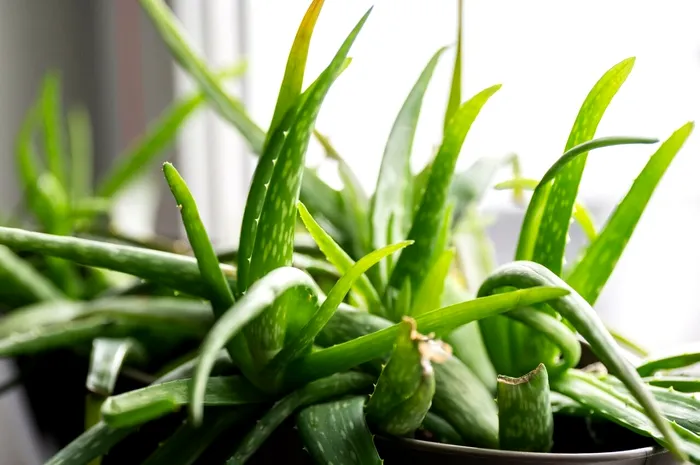 Aloe vera. Sursa Foto: Profimedia 