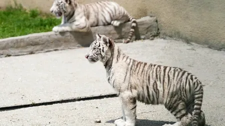 Caz revoltător: de ce a murit un pui de tigru bengalez alb la Zoo Craiova