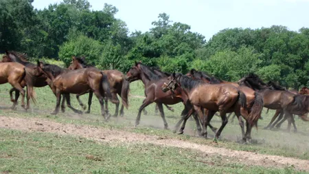 The Sun: Cai sălbatici supuși unor rele tratamente în România ar fi fost sacrificați, iar carnea lor a ajuns în supermaketuri britanice