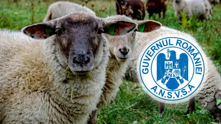 România ar putea relua exporturile de ovine către Libia. ANSVSA, în discuții cu autoritățile libiene