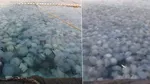 Invazie de meduze pe litoralul românesc. Au umplut plasele pescarilor şi plajele la Constanţa şi Agigea