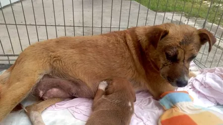 #cugandullaanimale. O româncă a primit distincția „Erou pentru animale