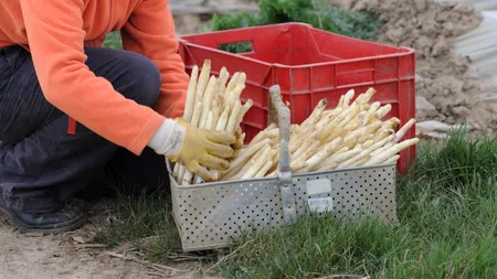 Peste 250 milioane euro, alocate pentru instalarea tinerilor fermieri. CERERILE se depun începând de joi / Anunțul Ministerului Agriculturii