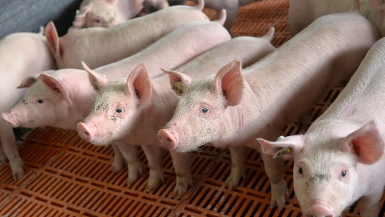 Povestea PORCULUI familiei Vlas din Sulina. 