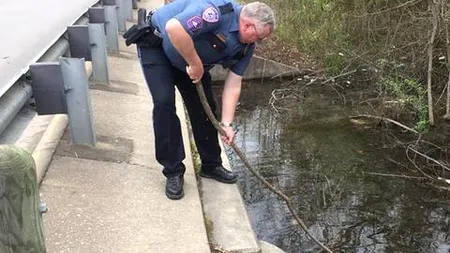 Poliția dintr-un oraș a răspuns la un anunț despre găsirea unui trup neînsuflețit într-un pârâu. Au găsit ceva cu totul DIFERIT