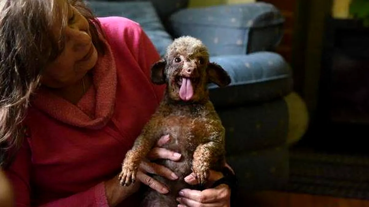 Povestea impresionantă lui B.B., cățelușa care a trăit toată viața închisă într-o cușcă. Până când a apărut salvatoarea ei: „Nu știa ce e iarba și era îngrozită