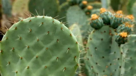 Una din trei specii de cactuși ar putea dispărea. Avertismentul specialiștilor