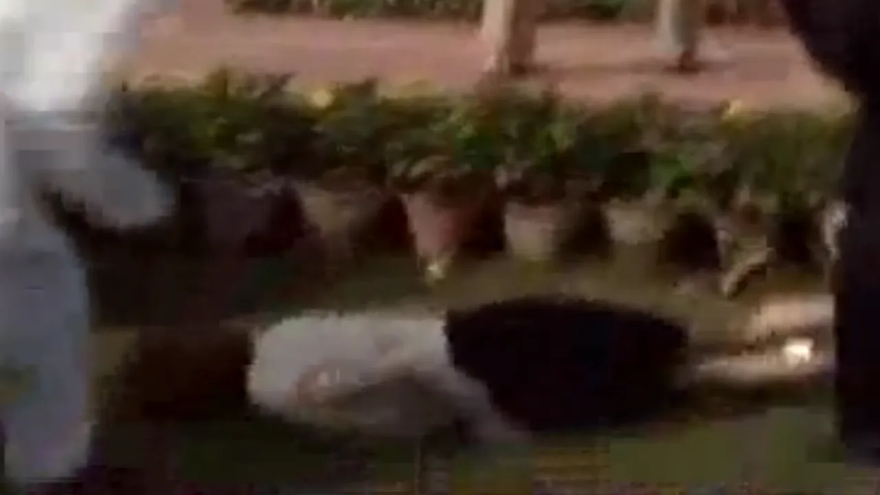 Premierul australian a căzut pe iarbă, în timpul unei vizite în India - VIDEO