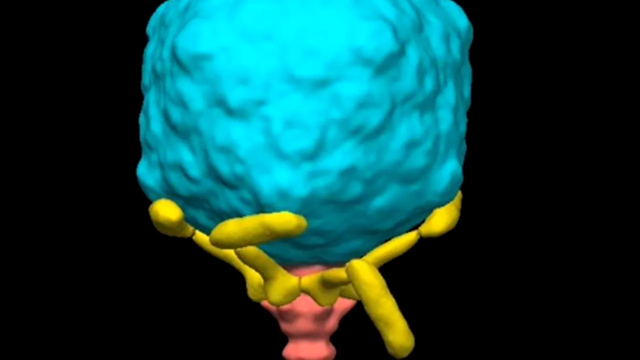 VIDEO: Cum se deplasează, de fapt, virusurile