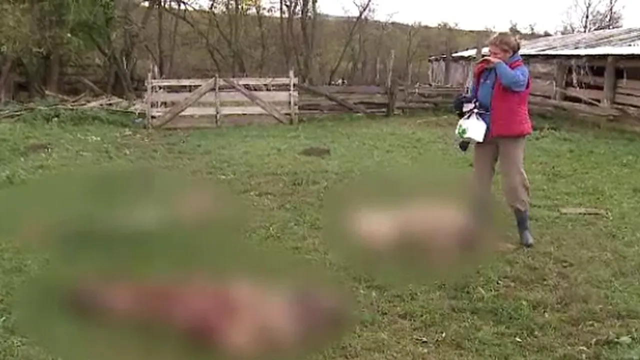 Zeci de oi OMORÂTE de lupi la o stână din Arad. Paguba se ridică la 40.000 de lei