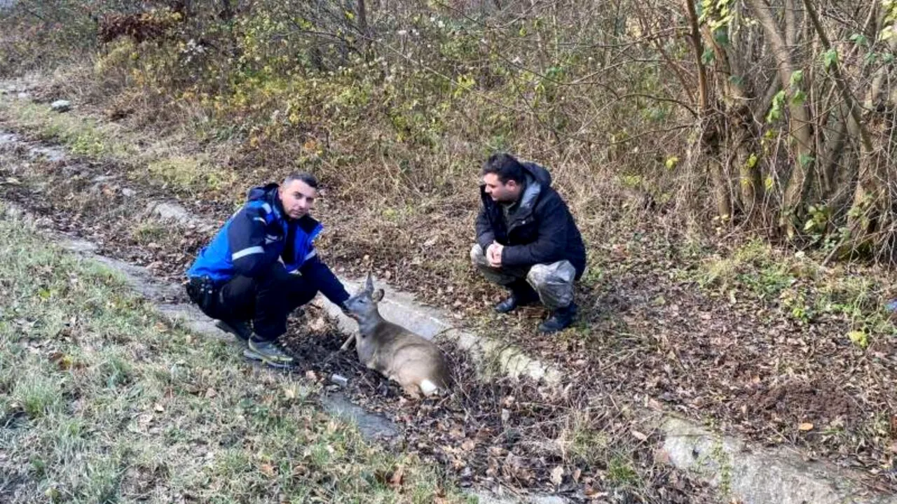 Un jandarm a salvat o căprioară rănită, aflată pe marginea unui drum național