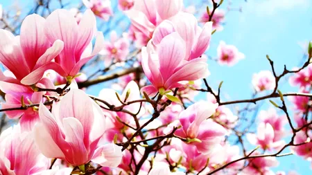 TOTUL despre îngrijirea magnoliilor. Cu ce le stropesc horticultorii, la începutul lunii martie, ca să înflorească frumos