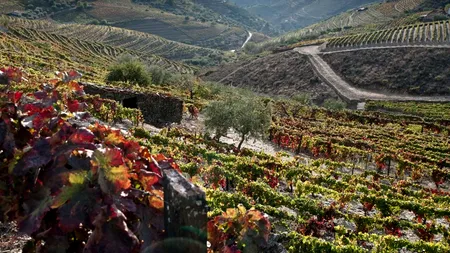 Coronavirusului nu-i plac podgoriile. Record de producție de vin raportat de Franța - VIDEO