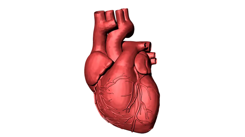 Prima inimă umană vascularizată a fost realizată cu ajutorul unei imprimante 3D  în Israel