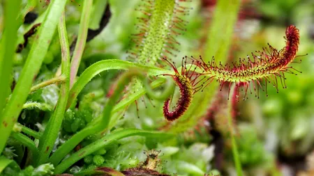 Locul din România, unde crește una dintre cele mai rare PLANTE CARNIVORE. I se spune 