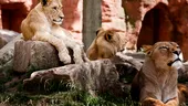 Au fost momente de panică la ZOO Sydney, după ce cinci lei au scăpat din cușcă. Vizitatorii au fost duși de urgență în zone sigure