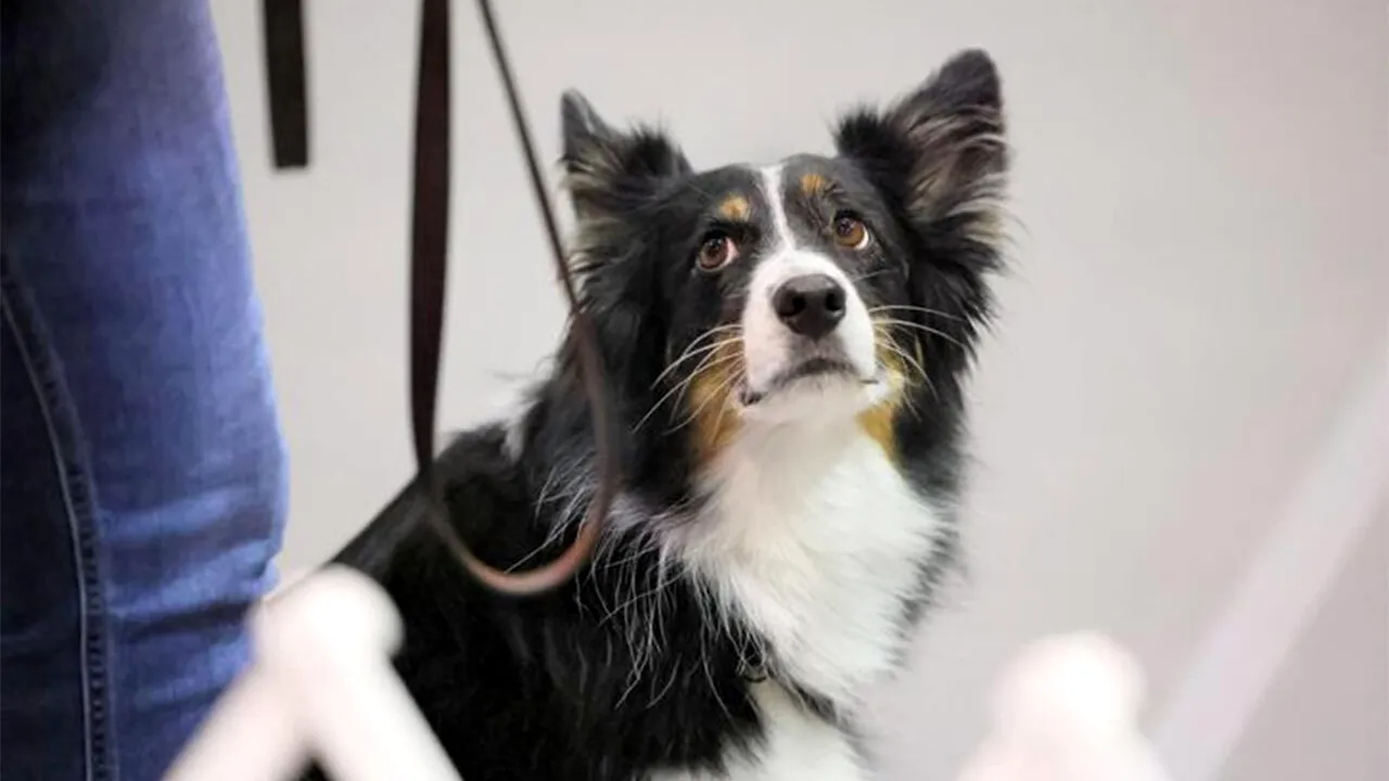 Care e cea mai inteligentă rasă de câine, de fapt. Vezi cât de DEȘTEPT este cățelul tău, în funcție de rasă