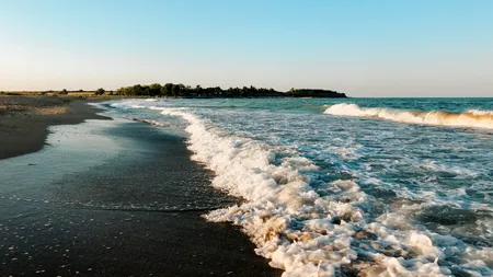 Specie rară, descoperită în Marea Neagră. Se înmulțește rapid și are un PREȚ de 100 de dolari pe piața din Statele Unite
